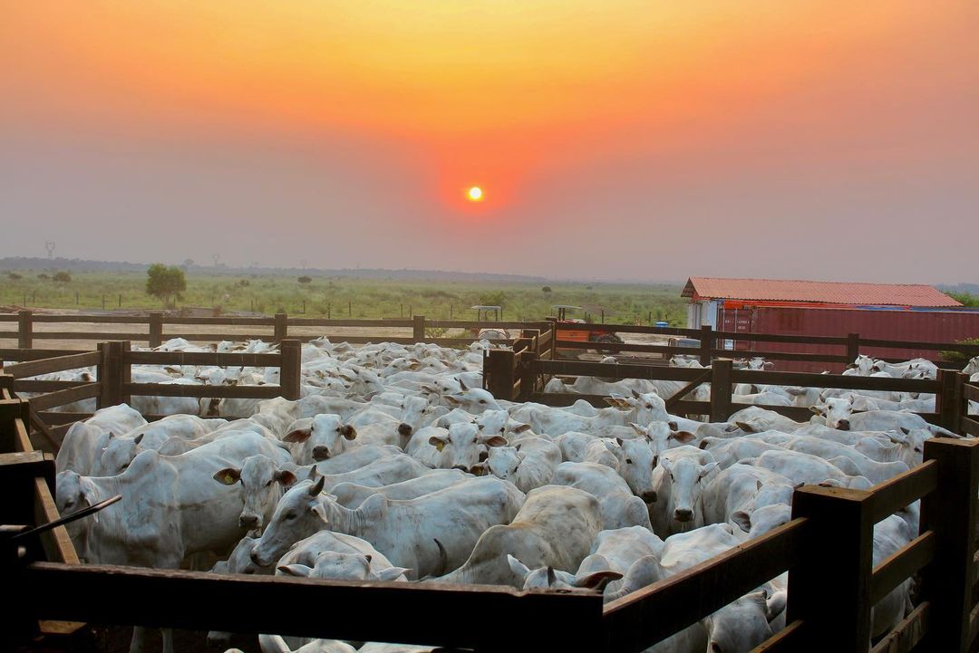 Do nascer ao por do sol - gado nelore no curral