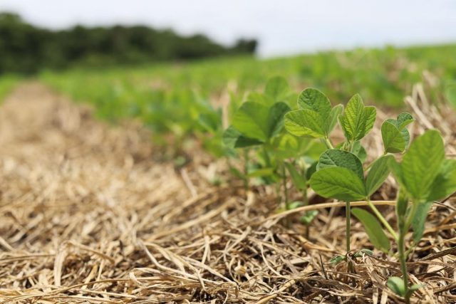 Fazenda Oriente. Cristalina GO. Base feita para o sucesso Fazenda Oriente. Cristalina GO. Base feita para o sucesso