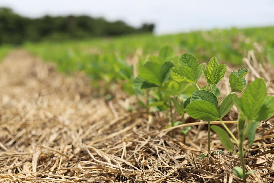 Fazenda Oriente. Cristalina GO. Base feita para o sucesso