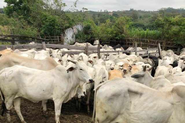 Gado que seria furtado da fazenda