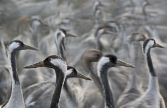 Aves Grous no Hula Lake Park, em Israel Universal Images Group via Getty