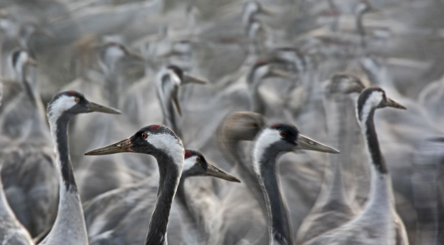 Aves Grous no Hula Lake Park, em Israel Universal Images Group via Getty