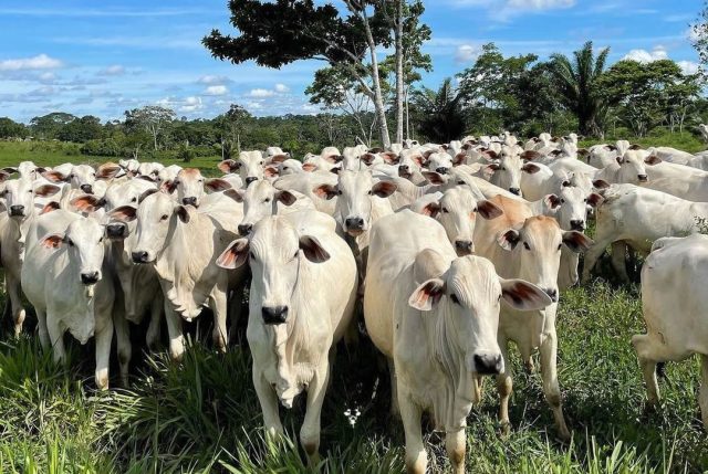 Novilhas Nelore da Fazensa Itaiatuba Rio Branco-AC Novilhas Nelore da Fazensa Itaiatuba 📍Rio Branco-AC / Foto: Marcus Vinicius @mvcosta02