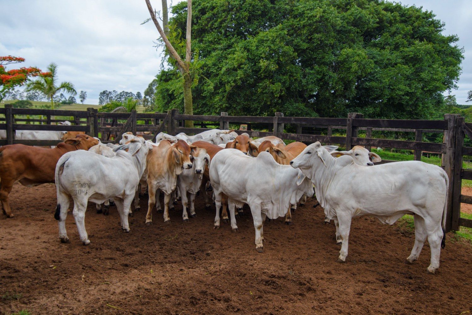 PROVA BRAHMAN animais