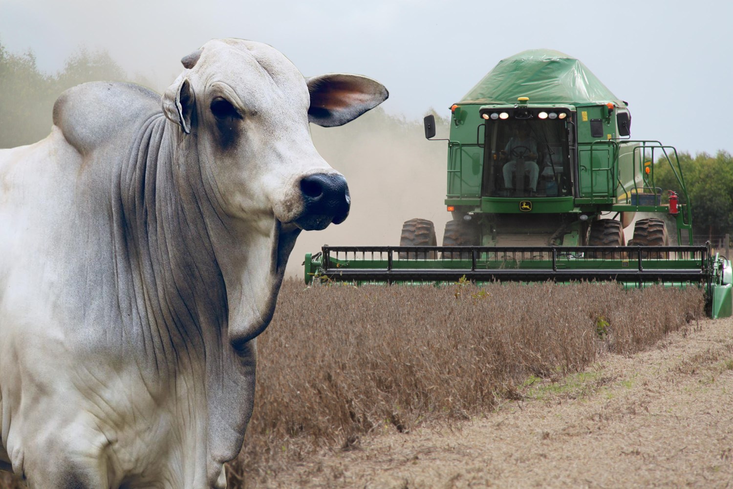 Pecuária pode ser tão ou mais lucrativa que a Agricultura