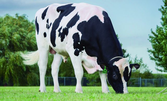 Pine-Tree Pursuit numero um no TPI - Semex 1 Pine-Tree Pursuit numero um no TPI - Semex 1