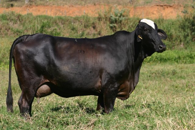 Vacas da raça Girolando - Alcides Okubo Filho -