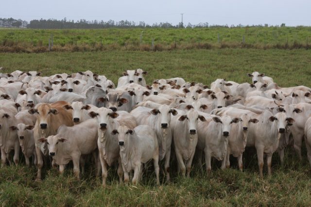 Novas parcerias e avanço no melhoramento genético marcaram trajetória da ANCP; pelo menos duas DEPs e mais quatro novos índices bioeconômicos serão lançados Novas parcerias e avanço no melhoramento genético marcaram trajetória da ANCP; pelo menos duas DEPs e mais quatro novos índices bioeconômicos serão lançados