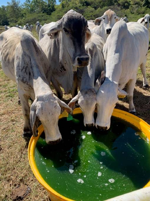 australianos estao usando algas contra o metano 2