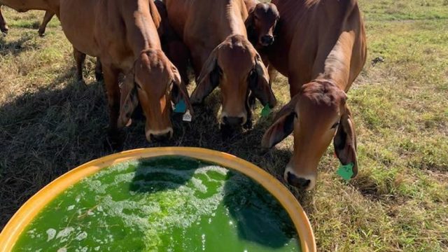australianos estao usando algas contra o metano