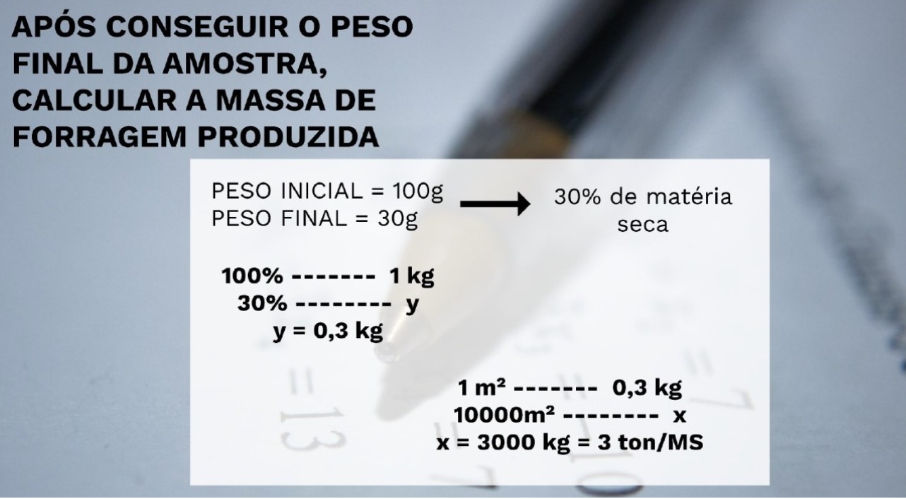 calcular a massa produzida pela pastagem