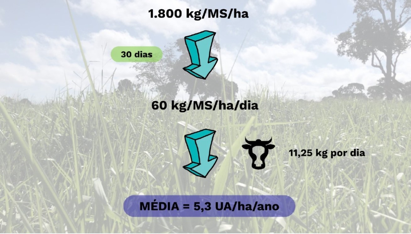 calculo de lotacao de bovinos pasto 2