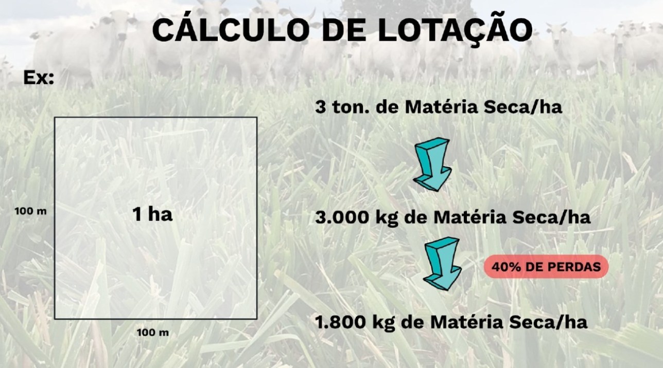 calculo de lotacao de bovinos pasto