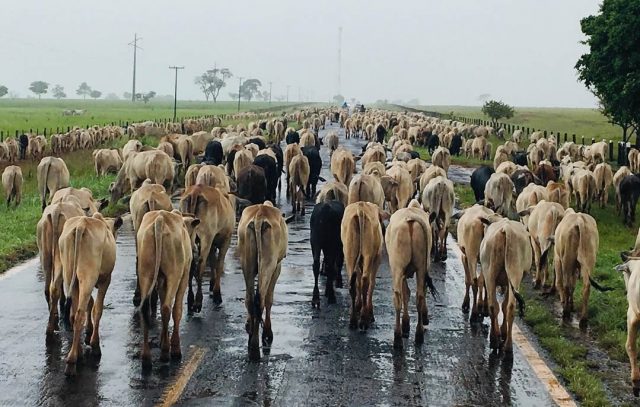 comitiva de gado na rodovia com a chuva caindo