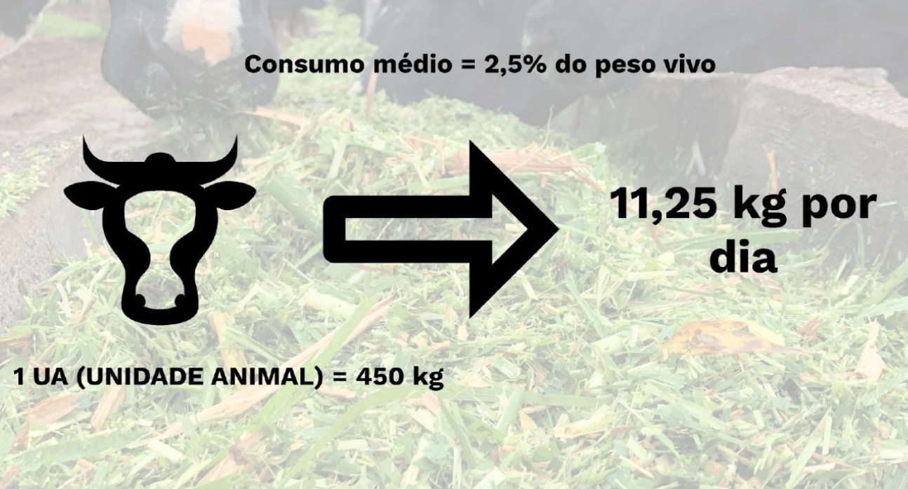 consumo medio de pastagem por um bovino