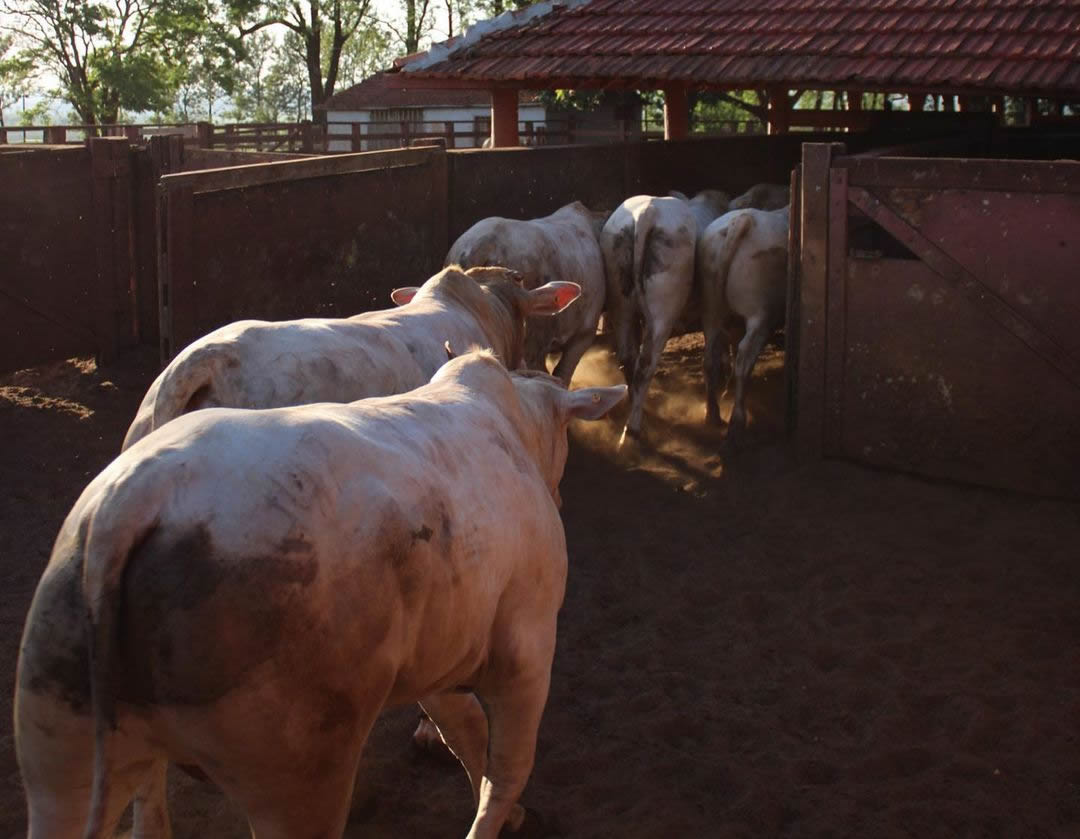 garrotada 1-2 sangue Nelore e Charolês da Fazenda Uberaba