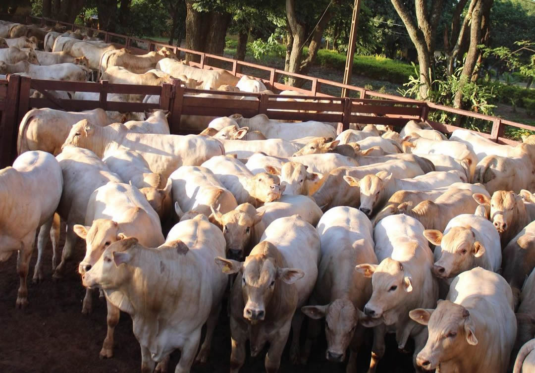 garrotada 1-2 sangue Nelore e Charolês da Fazenda Uberaba