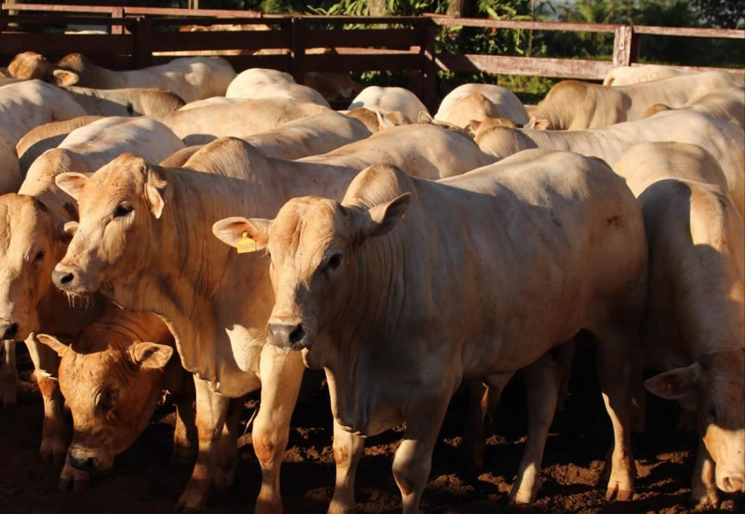 garrotada 1-2 sangue Nelore e Charolês da Fazenda Uberaba