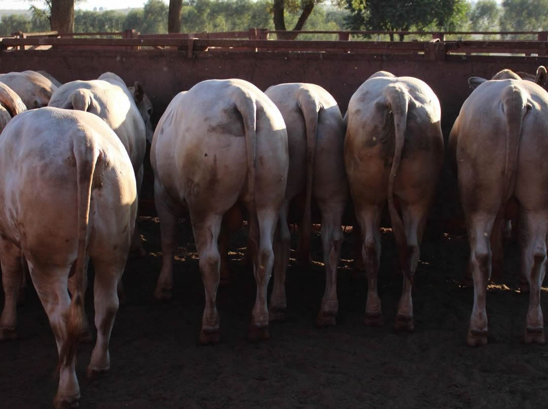 garrotada 1-2 sangue Nelore e Charolês da Fazenda Uberaba