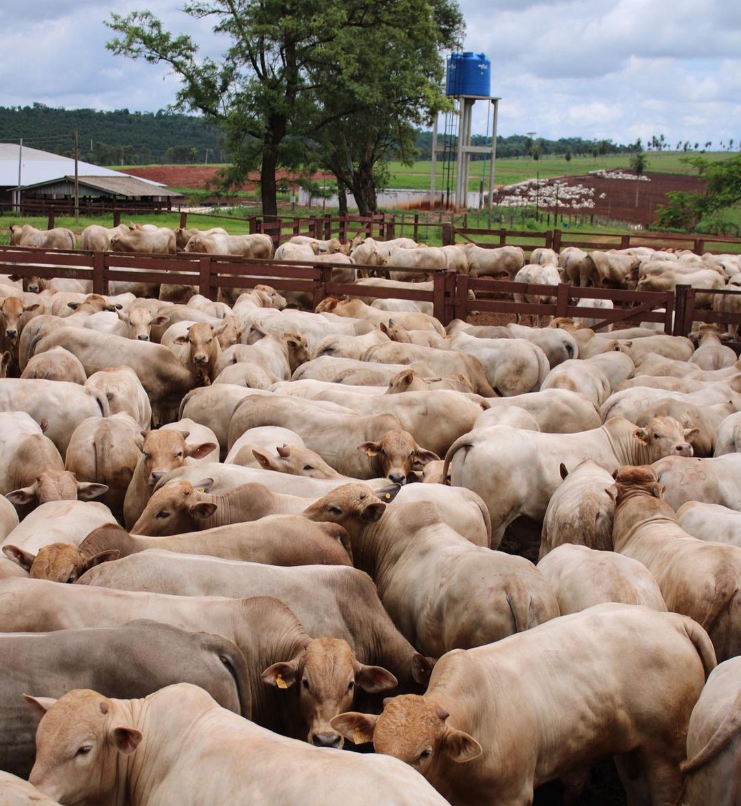 garrotada 1-2 sangue Nelore e Charolês da Fazenda Uberaba