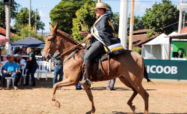 mula marchadeira - jumentos pega mula marchadeira - jumentos pega