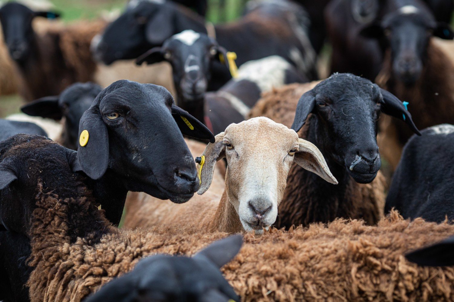 ovinocultura ovelhas