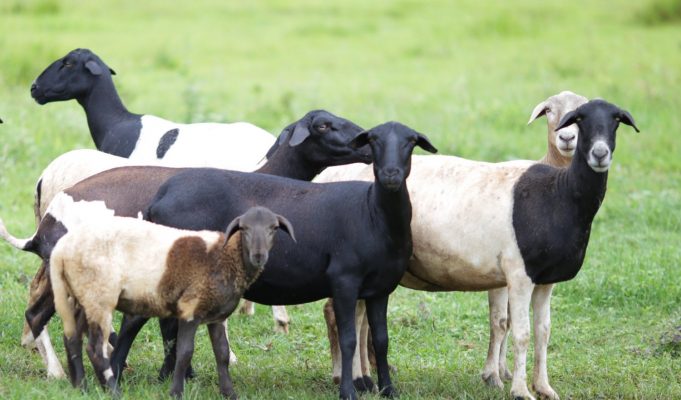 ovinocultura ovelhas
