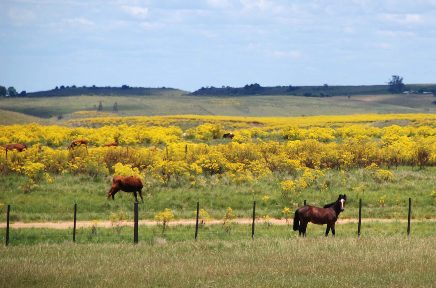 Plantas mais venenosas para os cavalos - CompreRural