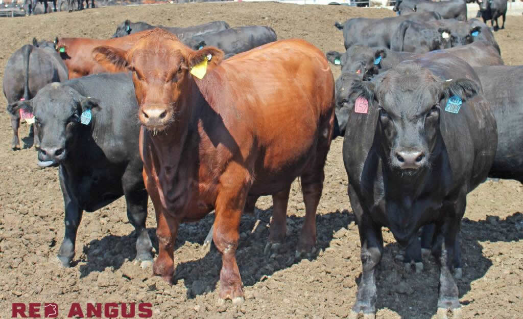 red angus americano