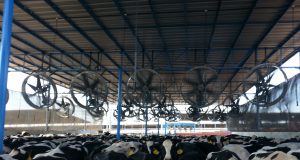 resfriamento das vacas com ventiladores