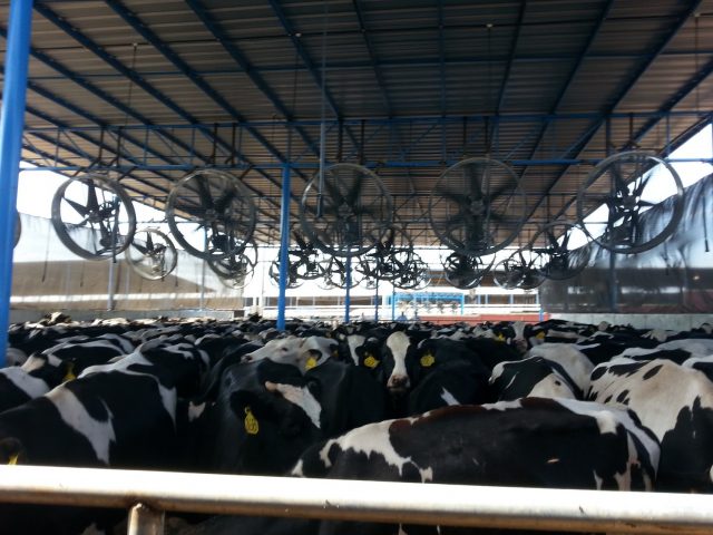 resfriamento das vacas com ventiladores resfriamento das vacas com ventiladores