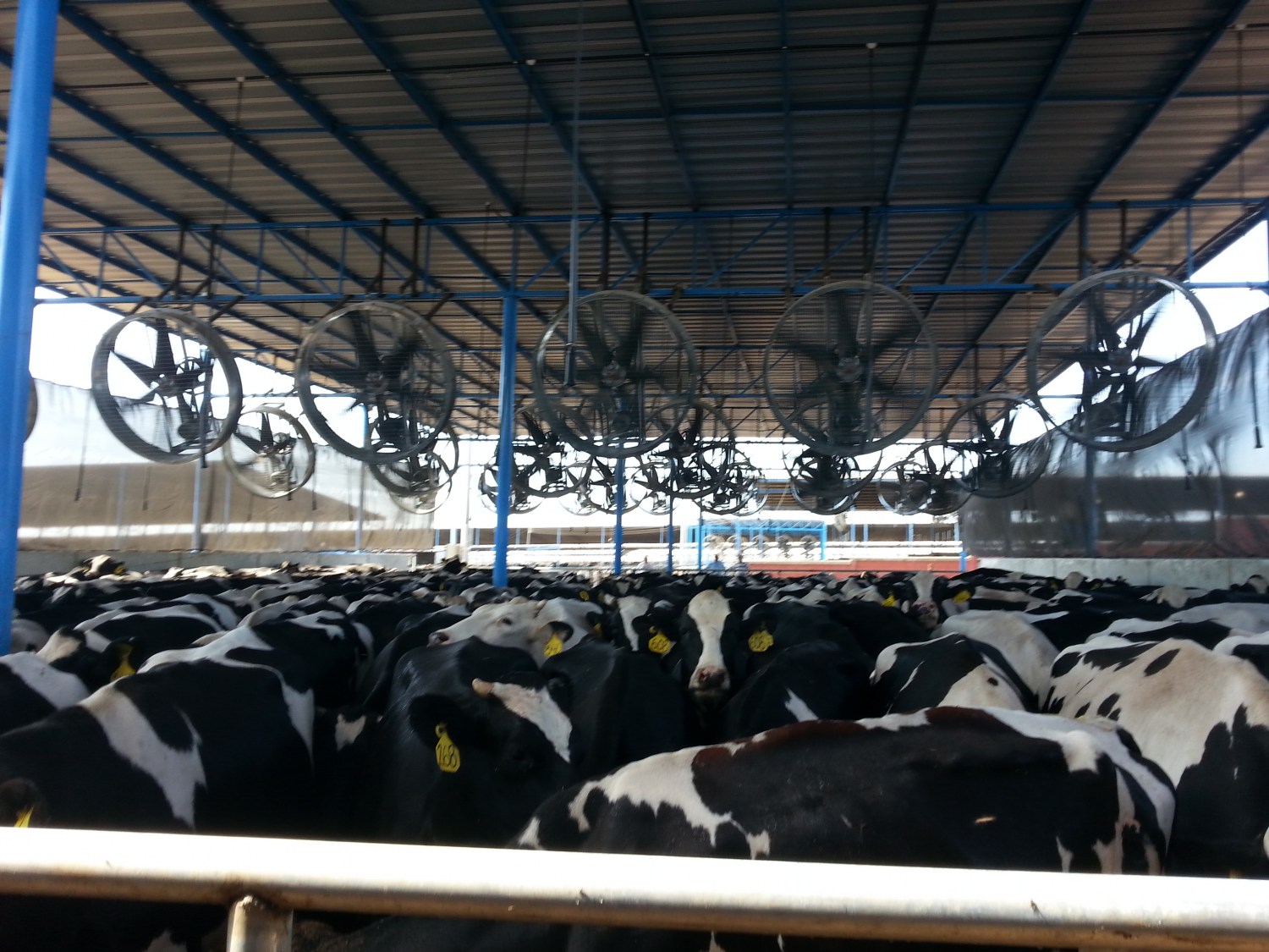 resfriamento das vacas com ventiladores