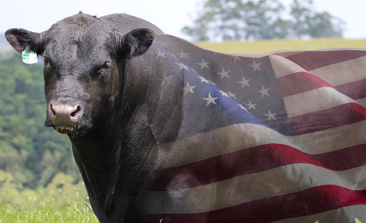 touro angus com a bandeira americana pintada no corpo