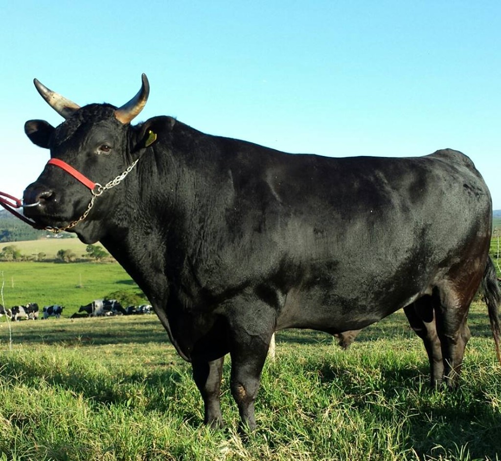 Touro reprodutor da raça Wagyu| Foto: /Eliel Palamim