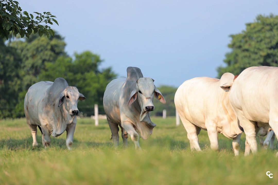 Touros da raça Brahman