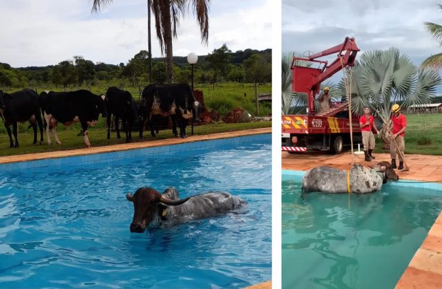 vaca gir decide tomar banho1 vaca gir decide tomar banho1