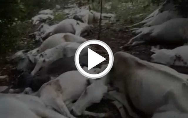 30 vacas morrem eletrocutadas