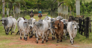 Animais BRAHMAN