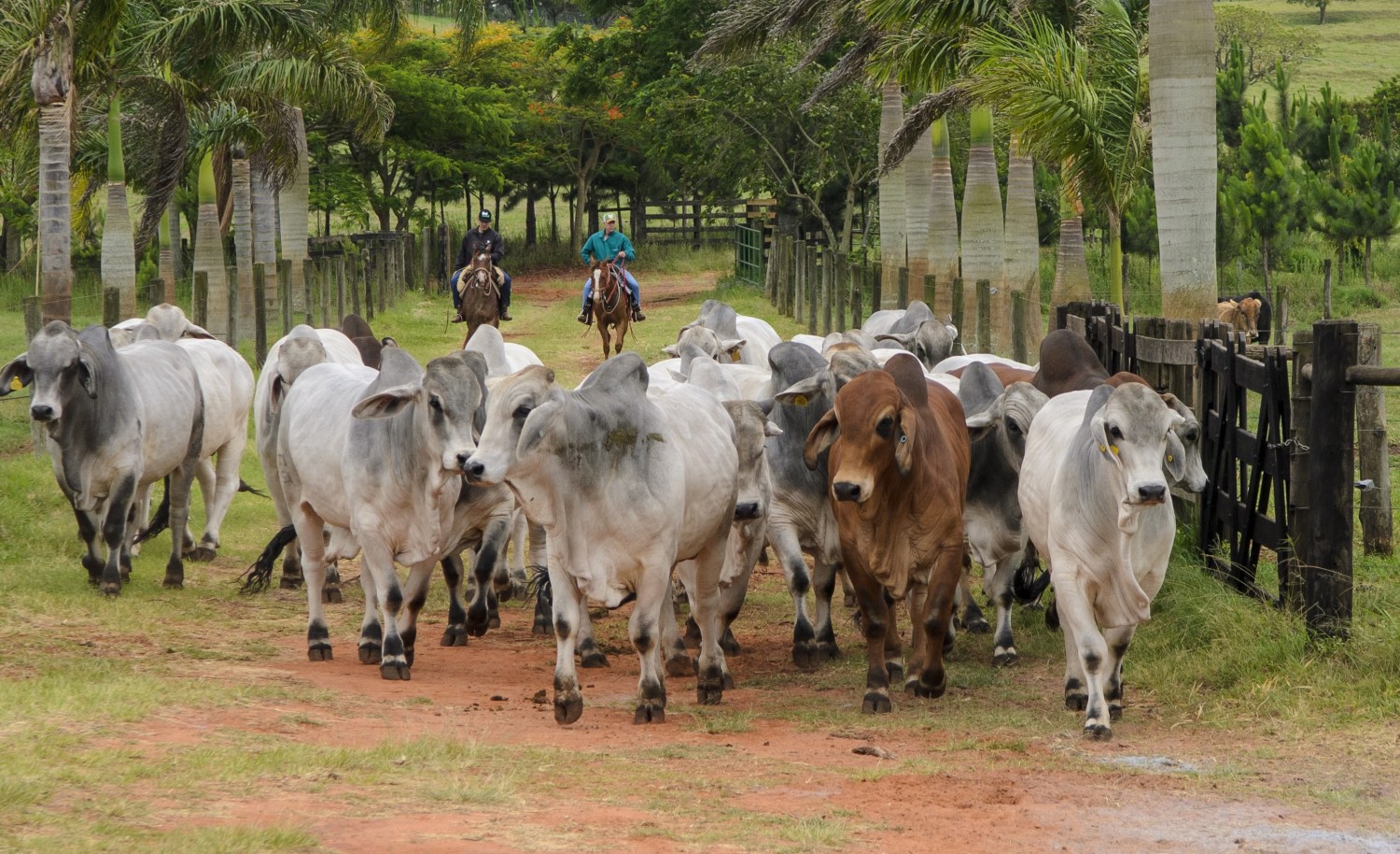 Animais BRAHMAN