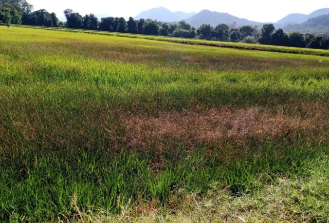 Area-de-Arroz-Seca-Credito-Divulgacao-640x435 Foto: Federarroz/divulgação