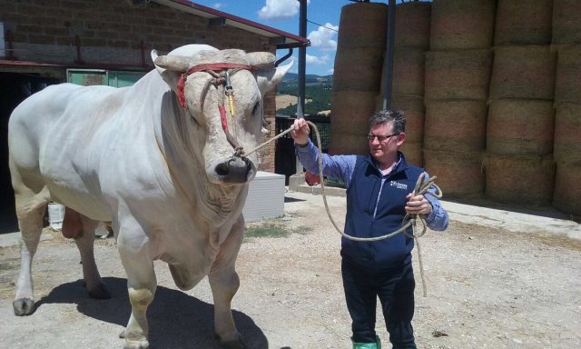 Chianina