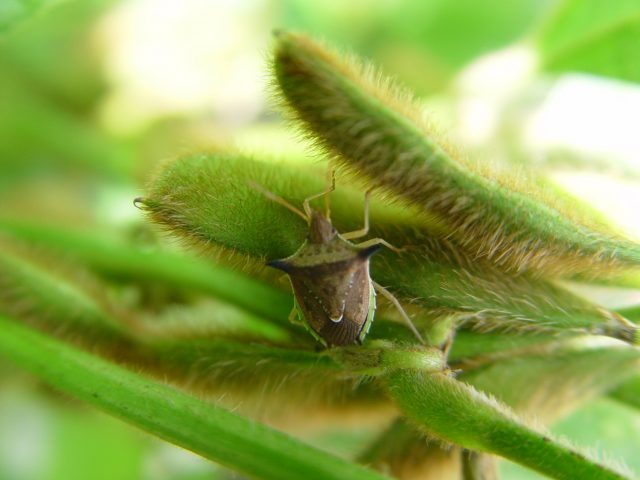 Dichelops Safra 2021/22 exige cautela com percevejos-marrom e barriga-verde