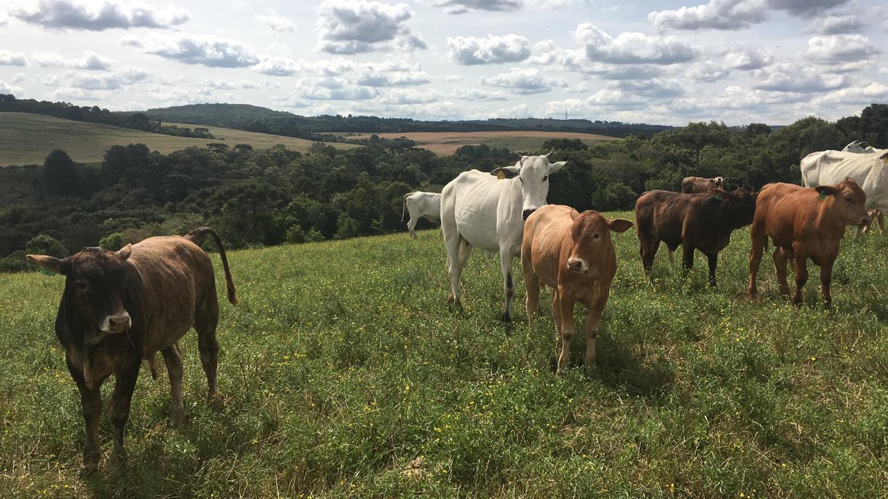 Filhos de touro Devon x vaca Nelore