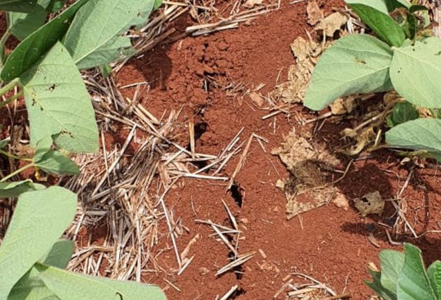 Produtores devem agilizar laudos de perdas por causa da estiagem Produtores devem agilizar laudos de perdas por causa da estiagem