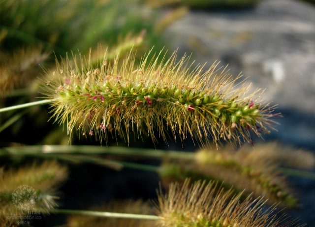 Setaria-parviflora2 foto: Divulgação