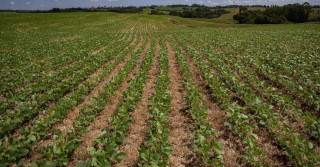 Mapa recebe pedido de ampliação do período de plantio da soja