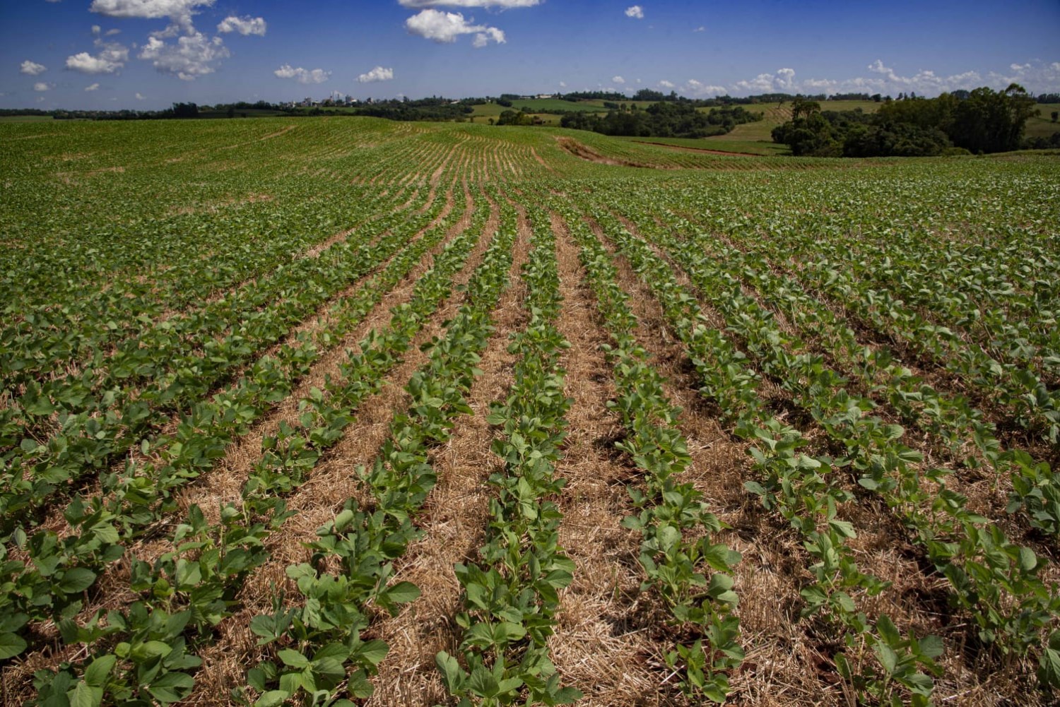 Mapa recebe pedido de ampliação do período de plantio da soja