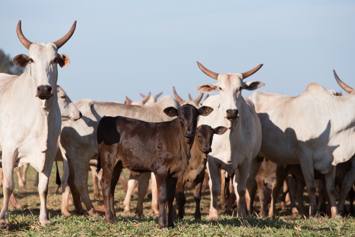 Vaca Nelore com meio-sangue Angus x Nelore ao pé- Foto Eduardo Rocha