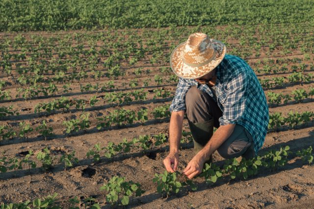 agricultura familiar