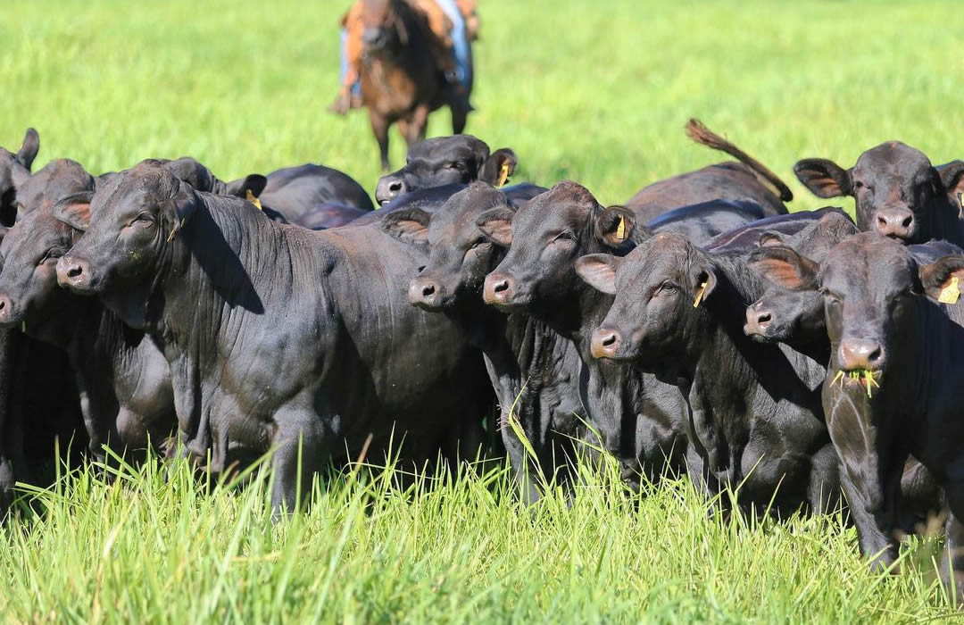 brangus no brasil - Brtexas - mato grosso do sul